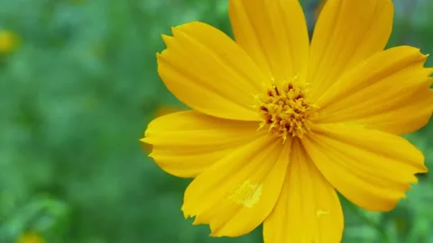 Pollen flower yellow   Stock Footage 141338017