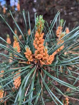 Pollen from a flowering pine tree. Stock Photos