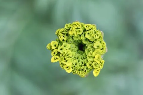 Pollen of flowers macro. Stock Photos