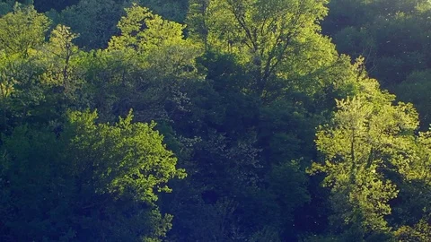 Pollen flying in the air Stock Footage 75553056