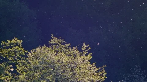 Pollen flying in the air Stock Footage 75553083