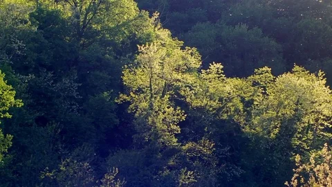 Pollen flying in the air Stock Footage 75553777