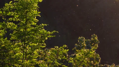 Pollen flying in the air Stock Footage 137876713