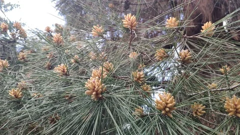Pollen flying from the branches of the pine Stock Footage 107565939