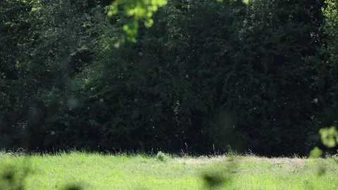 Pollen flying Stock Footage 131539584