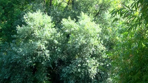 Pollen flying through the trees 動画素材 78228811