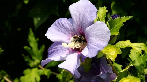 Pollen Stock Footage 491857