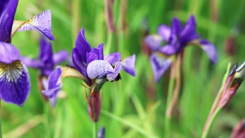 Pollen gathering bumblebee landing gracefully on vibrant purple iris, navigating Stock Footage 347030206