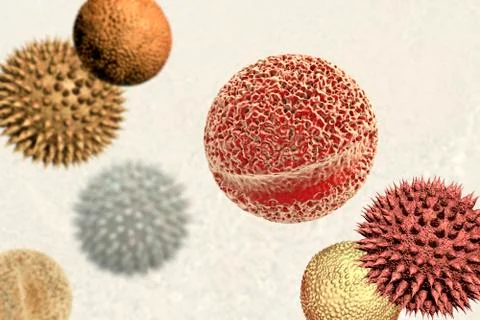 Pollen grains from different plants Illustrazione stock