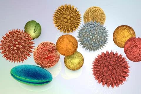 Pollen grains, illustration Stock Illustration