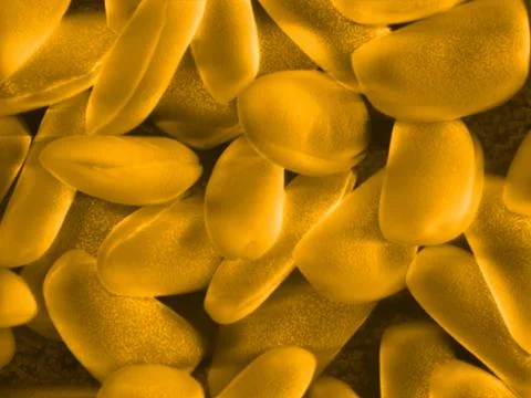 Pollen grains Foto stock