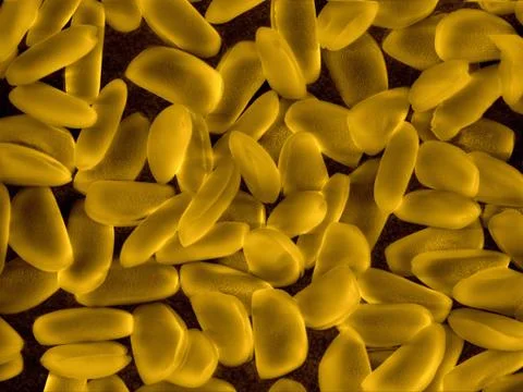 Pollen grains Stock Photos