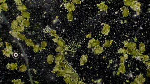 Pollen Granules Microscopic View 50x Stock-Footage 44300647