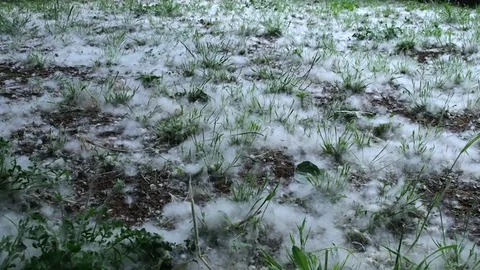 Pollen on the ground in the grass 库存影片 83197433