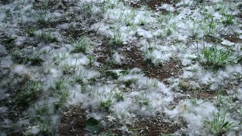 Pollen on the ground in the grass Stock Footage 83394997