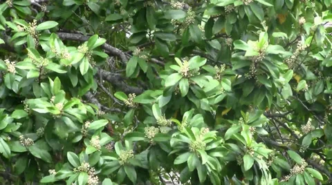 Pollen ladden tree sways in the breeze on a cloudy windy day outdoors Video stock 36622774