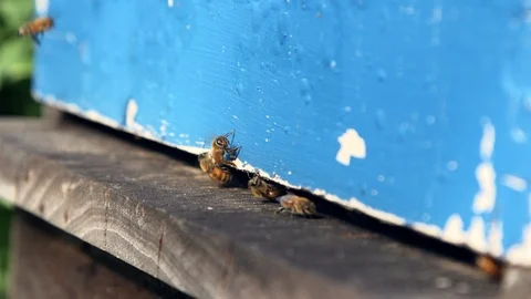 Pollen-laden bees Stock Footage 88843502