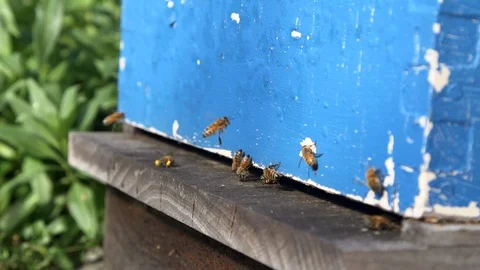 Pollen-laden bees Stock Footage 88843520