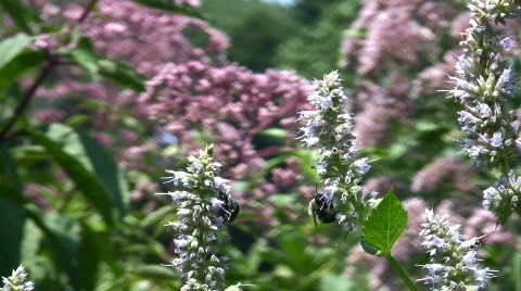 Pollen laden bubblebee Video stock 97784