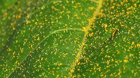 Pollen on the leaf of sunflower - macro Stock Footage 8655888