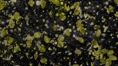 Pollen From Lily Flower Sample Microscope Stock Footage 44301255