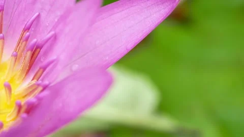Pollen lotus close up panning Stock Footage 141370540