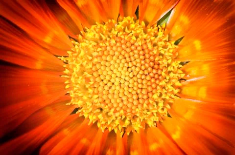 Pollen in macro Stock Photos