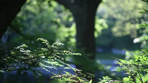Pollen Midges Trees Central Park Stock Footage 135620137