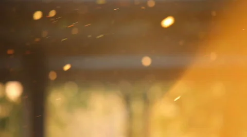 Pollen out focus on spring sunset Stock Footage