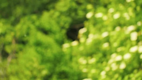 Pollen particles fly in a green landscape, in Bosnia Stock Footage 241624506