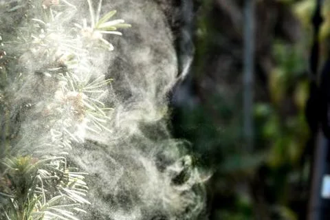 Pollen particles released from a conifer Stock-Fotos