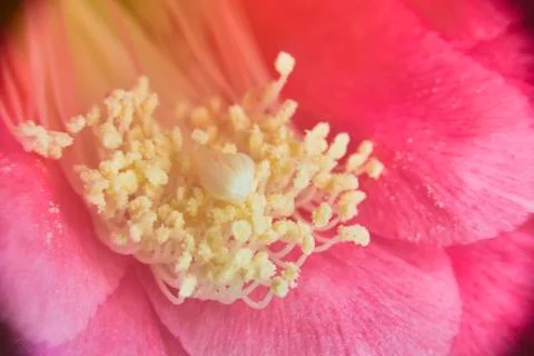 Pollen on pestils Stock Photos