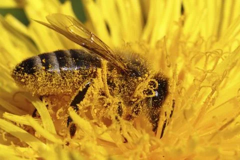 Pollen Stock Photos