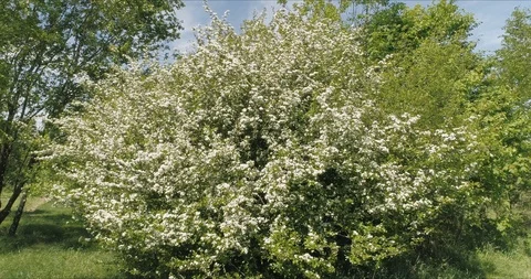 Pollen, pollination in the spring. Stock Footage 92388404