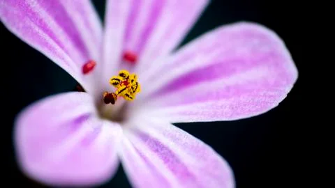 Pollen on purple bloom 스톡 사진