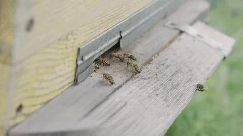Pollen is put into cells of honeycomb. Stock Footage 317680602
