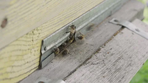 Pollen is put into cells of honeycomb. Video stock 317680816