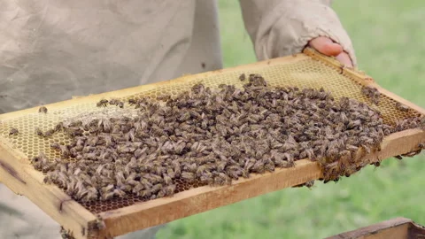 Pollen is put into cells of honeycomb. Video stock 317681747