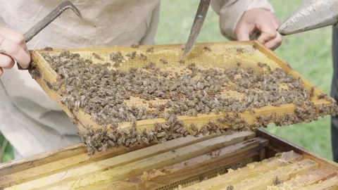Pollen is put into cells of honeycomb. Video stock 317682143