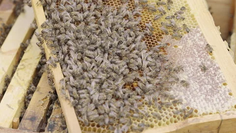 Pollen is put into cells of honeycomb. Video stock 317682214