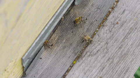 Pollen is put into cells of honeycomb. Stock Footage 317682308