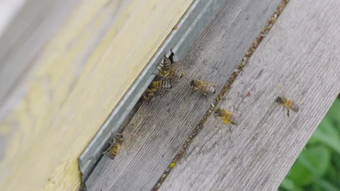 Pollen is put into cells of honeycomb. Stock Footage 317682327