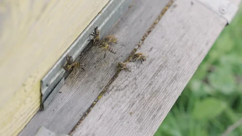 Pollen is put into cells of honeycomb. Stock Footage 317682331