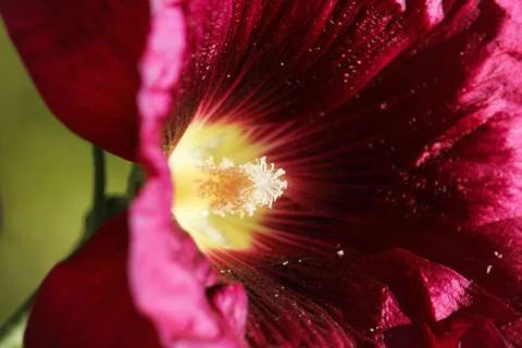 Pollen in a red flower. macro Stock Photos