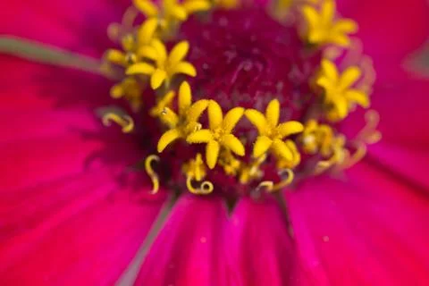 Pollen in a red flower. macro Stock Photos