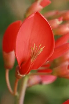 Pollen of red flower Stock Photos