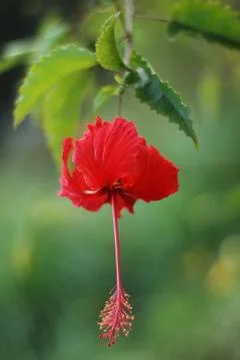 The pollen of red flower Stock Photos