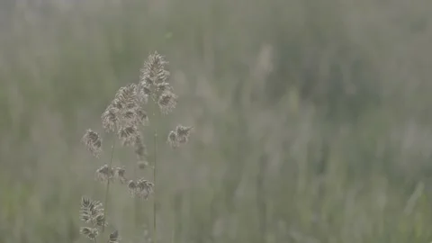 Pollen released from grass Stock Footage 155768278