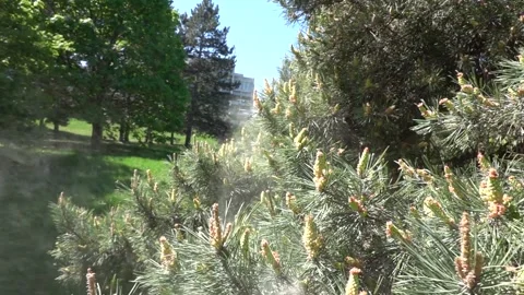 Pollen released from pine flowers 動画素材 333925108