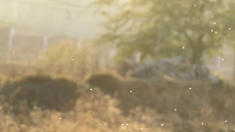 Pollen &amp; Small Insect Flying In Air Over Blurry Background In Early Spring Stock Footage 323449254